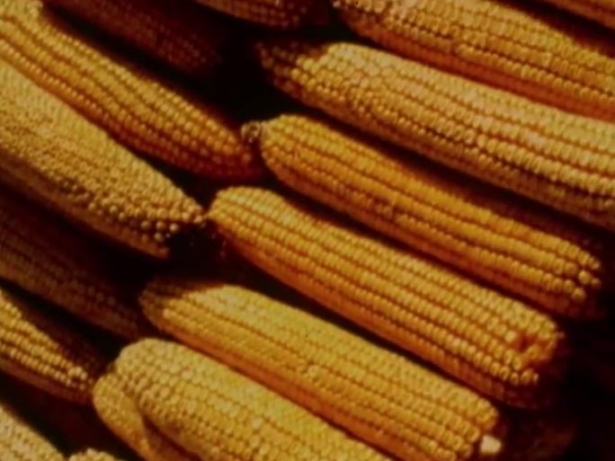 60年代农业大丰收  丰收 玉米丰收