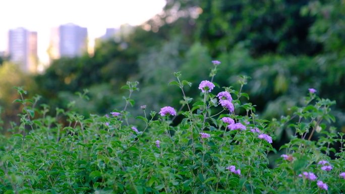 路边小花