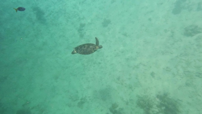 海龟在海底游泳，仙本那潜水的景观