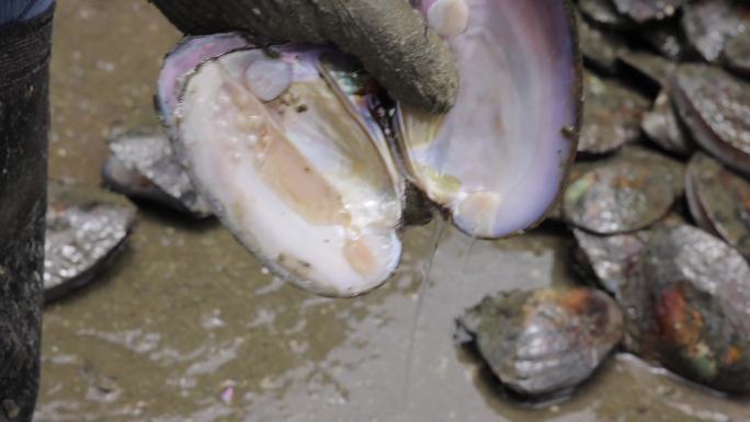 淡水珍珠养殖开蚌季节
