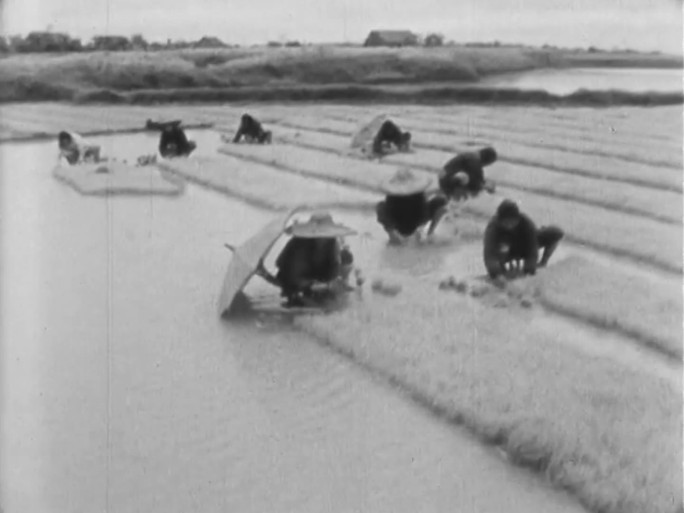 50年代 60年代 农村 农民 农业种田