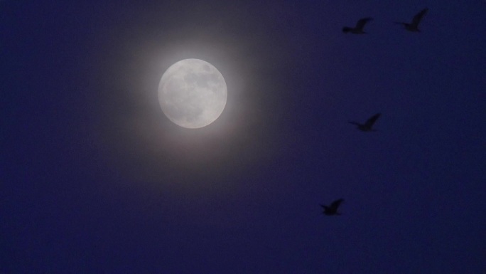 超级蓝月亮鸟群飞过