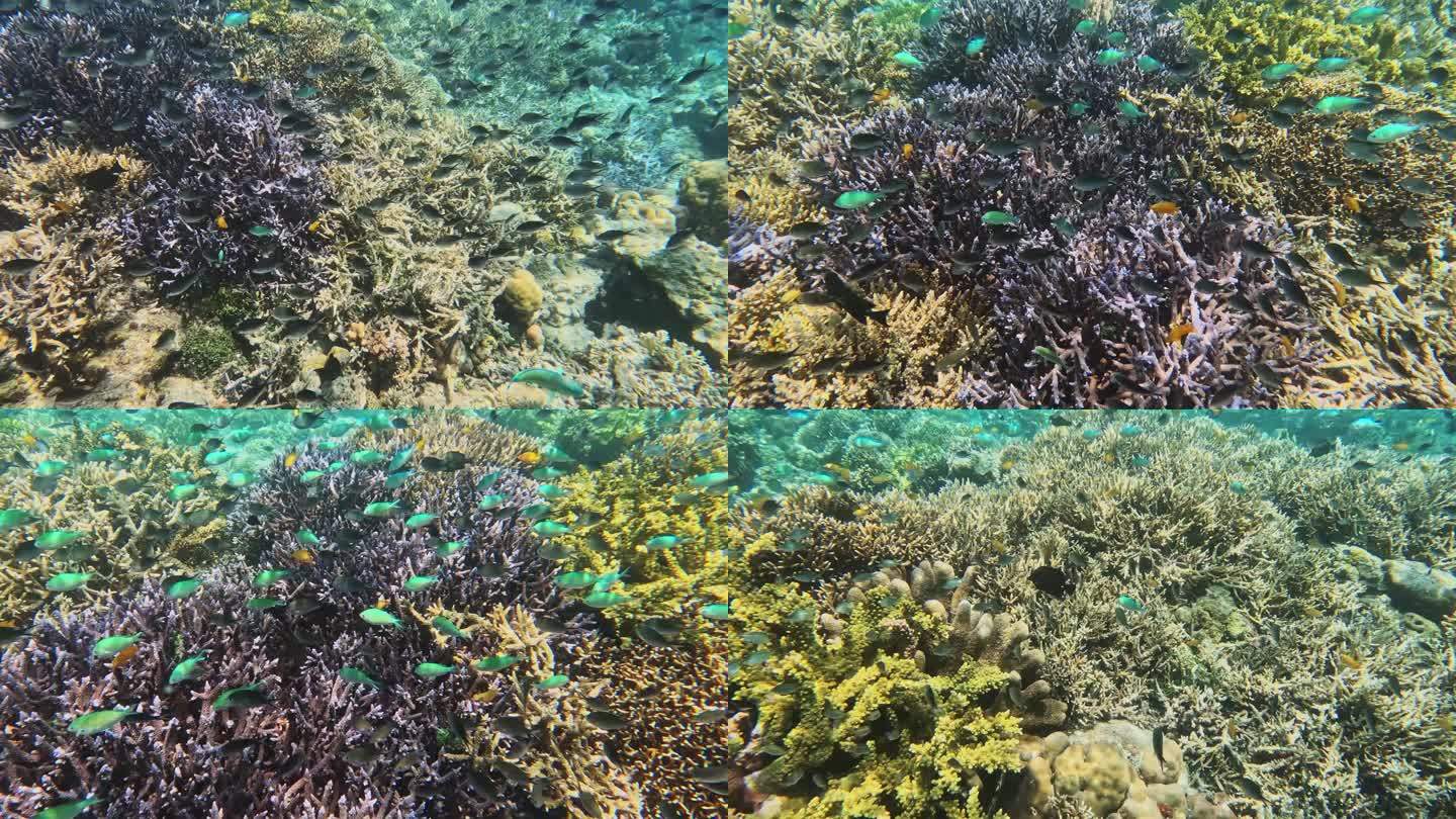 海底的珊瑚与鱼群，仙本那的海底，水下摄影