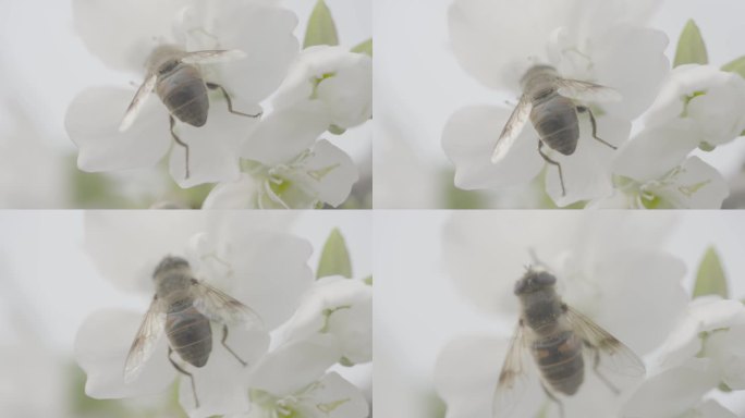 蜜蜂在樱花上飞舞2条