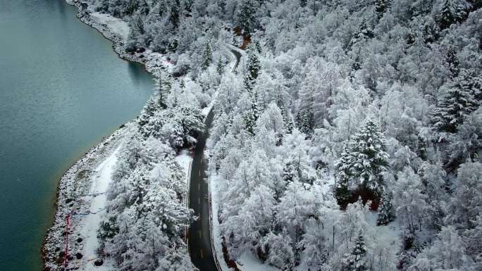 西藏林芝雪松4k航拍