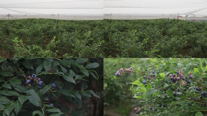 【合集】蓝莓果园采摘 水果产业