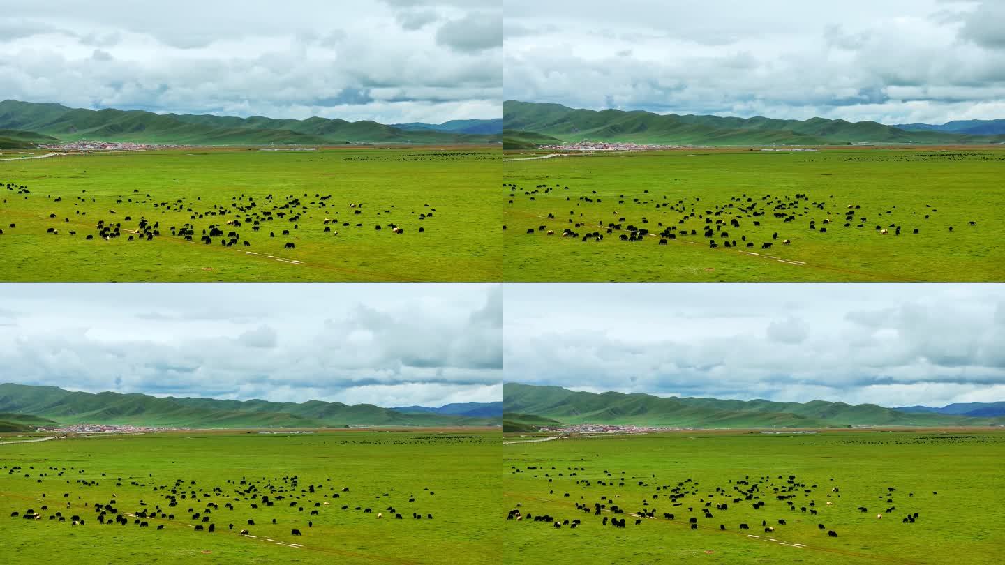 草原上吃草的牦牛延时拍摄