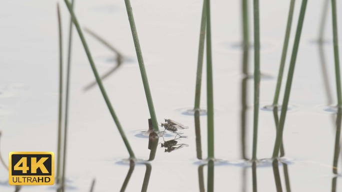 湿地水苍蝇交配