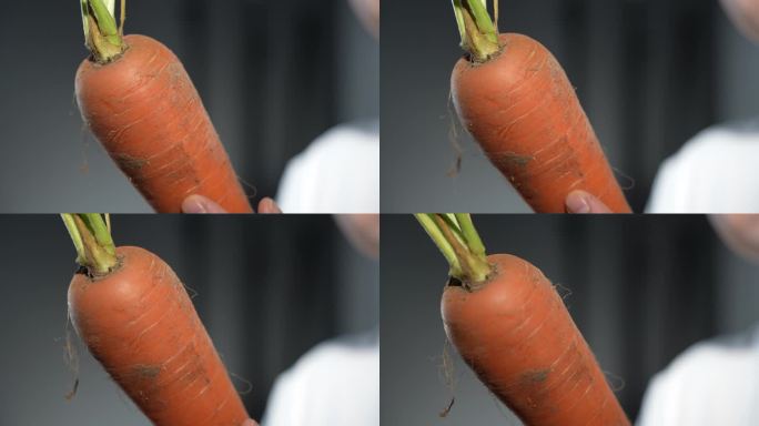 棚拍检查有机蔬菜萝卜