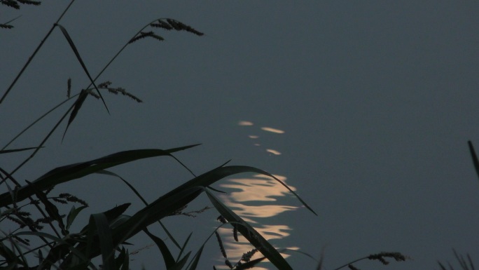 月亮夜景柳树枝水中的月光月亮照在水面上