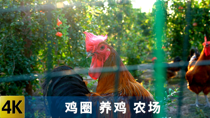 养鸡 农村鸡圈 养殖