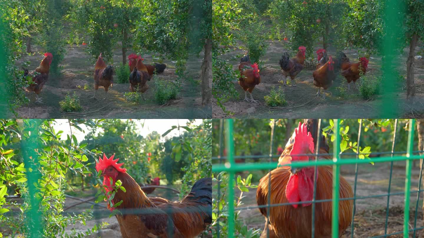 养鸡 农村鸡圈 养殖