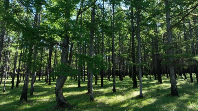 森林更新成果人工林