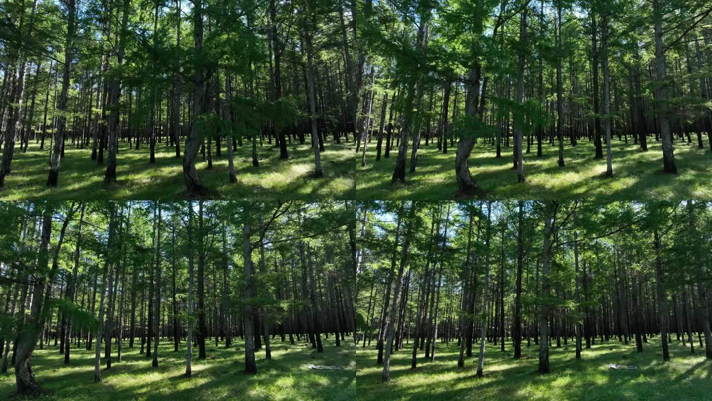 森林更新成果人工林