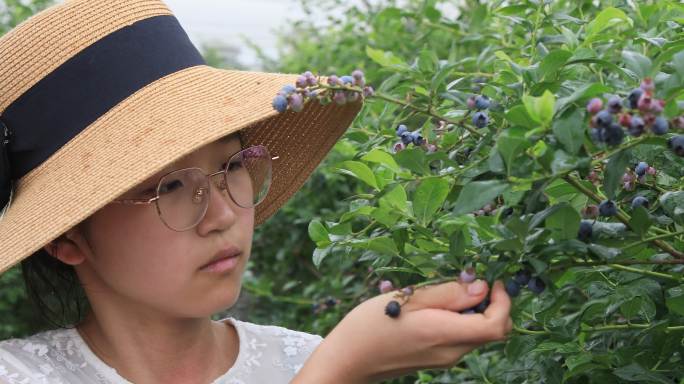 【合集】姐妹采蓝莓蓝莓园采摘蓝莓种植基地