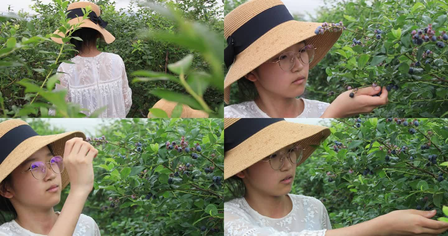 【合集】姐妹采蓝莓蓝莓园采摘蓝莓种植基地