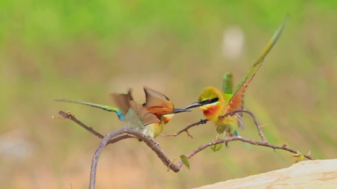 中国最美鸟专吃蜂类 栗喉蜂虎夫妻打斗嬉戏