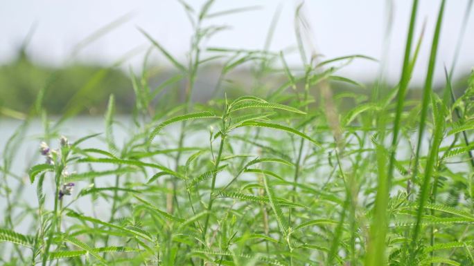 4K_空镜头素材_阳光狗尾巴草_光影