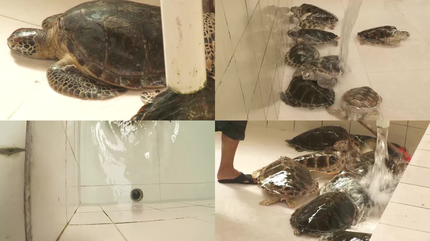 J广东惠州惠东海龟馆绿海龟4K实拍视频5