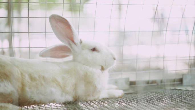 兔子 小白兔 玉兔 小动物
