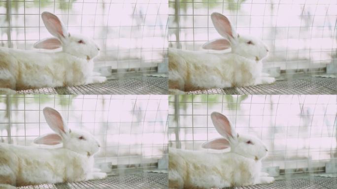 兔子 小白兔 玉兔 小动物