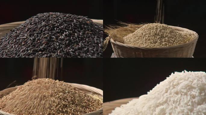 五色米 新农业 致富 稻米 自然