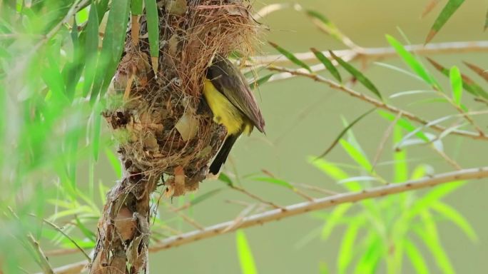 野趣丛生的鸟类天堂马来西亚鸟世界鸟种记录