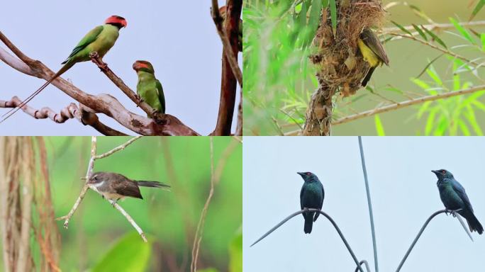 野趣丛生的鸟类天堂马来西亚鸟世界鸟种记录