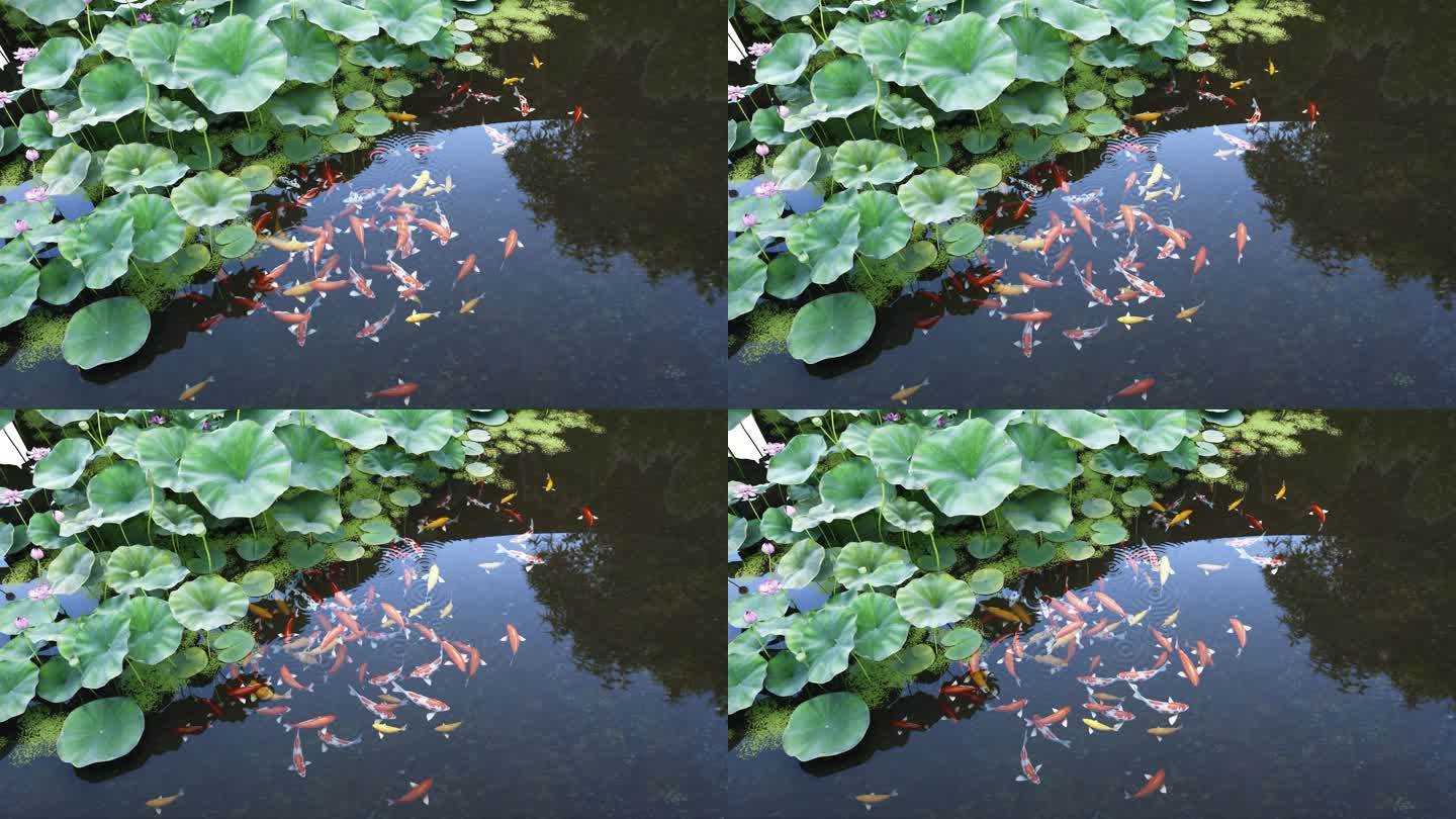 4K 荷花鱼荷塘锦鲤特写空镜