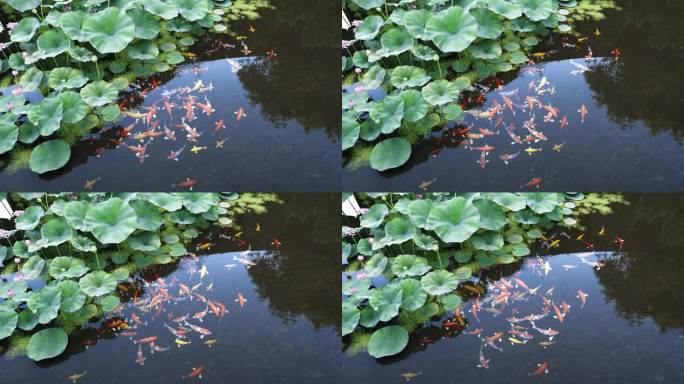 4K 荷花鱼荷塘锦鲤特写空镜