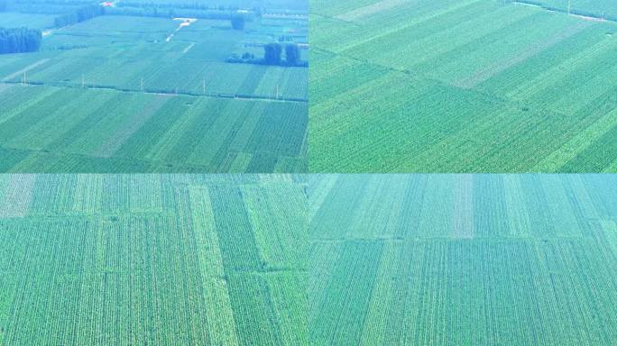 航拍枣庄乡村振兴大面积的玉米成熟季节
