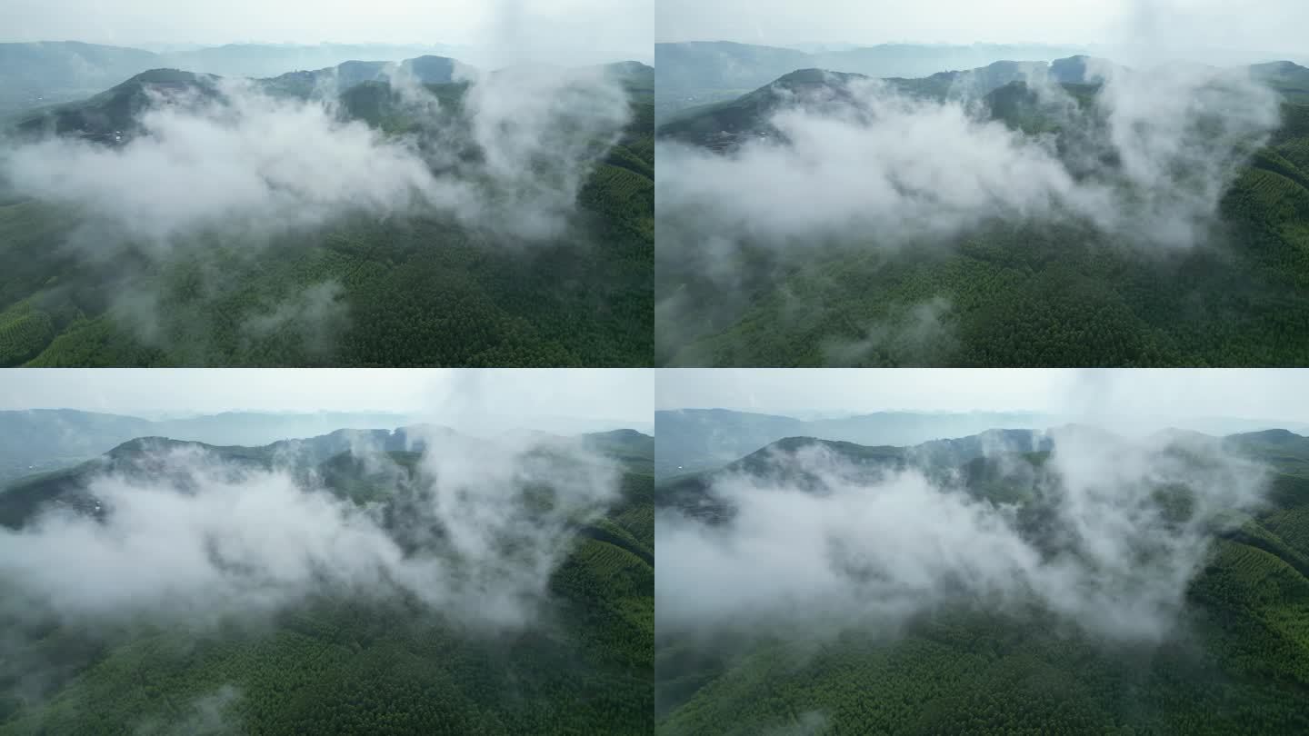 青山云雾生态自然森林覆盖环境唯美