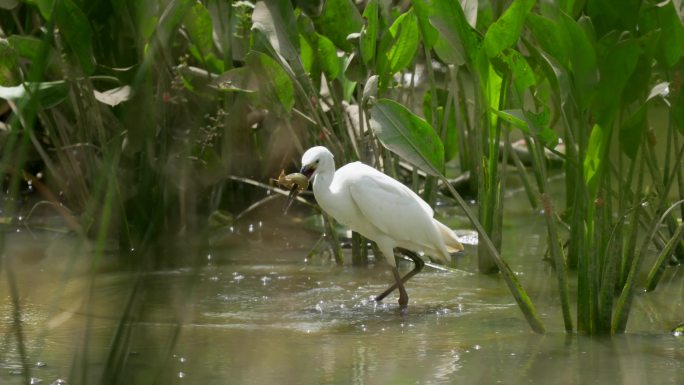 白鹭捕食 鸟类生态拍摄 生态环境 白鹭