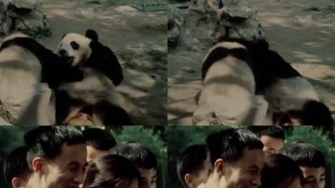 60年代动物园大熊猫 游客看熊猫
