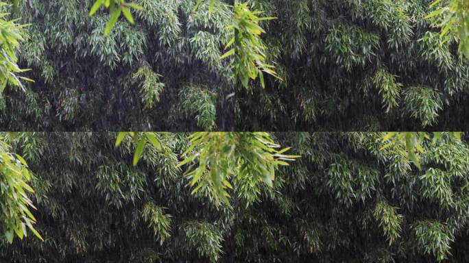 雨清明谷雨竹叶雨水下雨秋雨