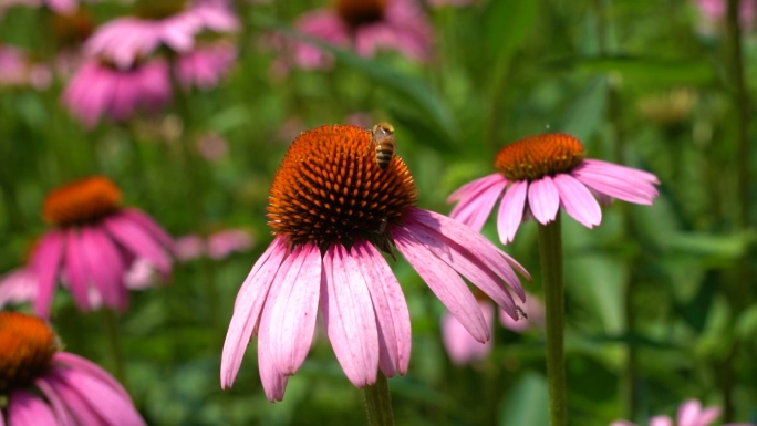 【原创】蜜蜂在松果菊上采蜜升格特写