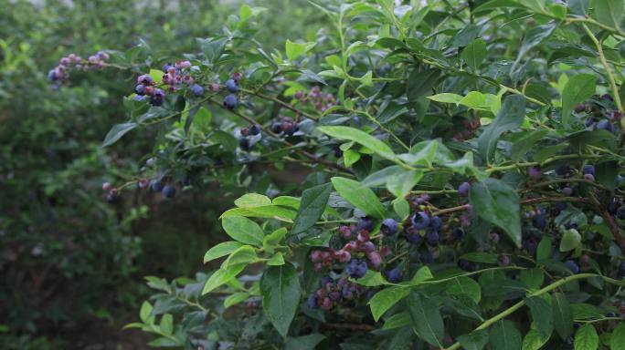 【合集】姐妹采蓝莓水果蓝莓园采摘蓝莓种植