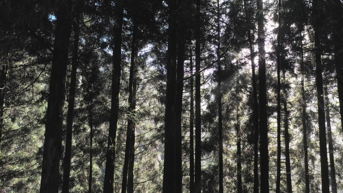 清晨日出的阳光透过的树林形成丁达尔现象