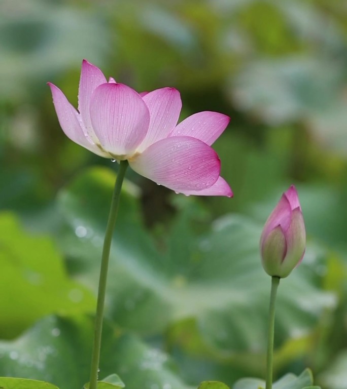 雨后清荷（1）