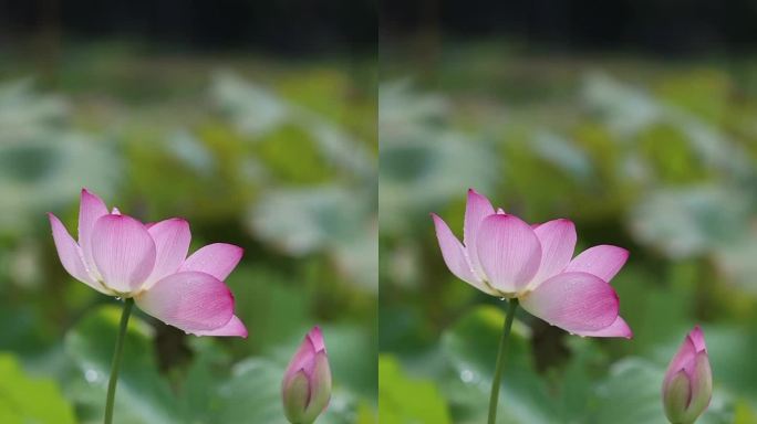 雨后清荷（1）