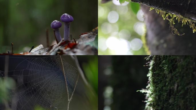 大自然原始森林菌菇蜘蛛网4K视频