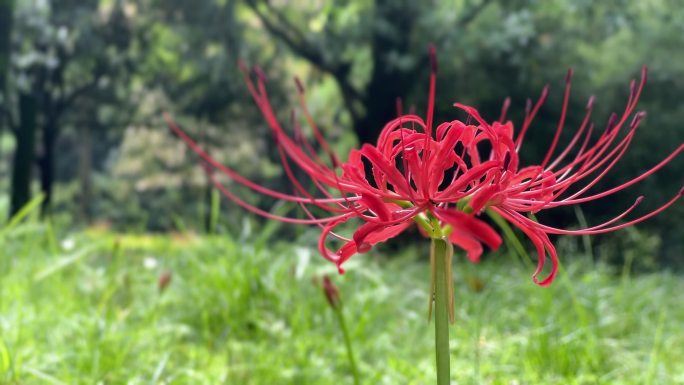 红色彼岸花 鬼节 中元节 盂兰盆节 石蒜