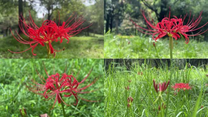 红色彼岸花 鬼节 中元节 盂兰盆节 石蒜