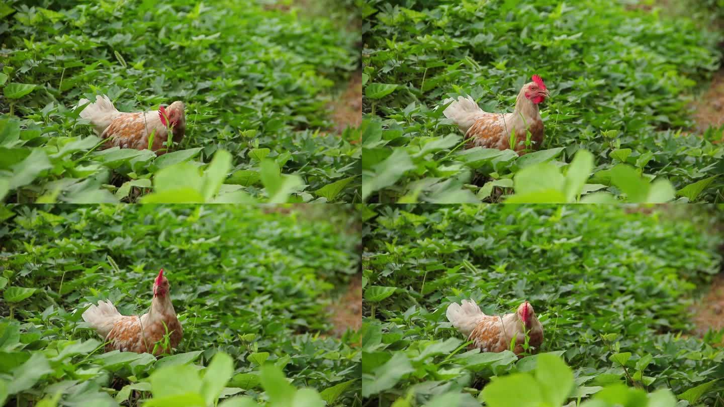 散养的公鸡在菜园里吃草