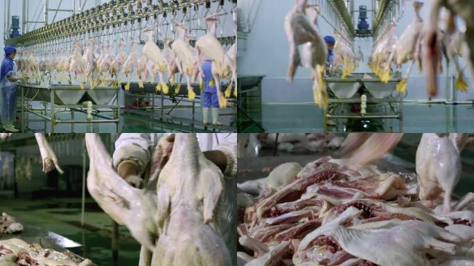 鸡鸭肉屠宰厂加工厂肉类食品安全卫生