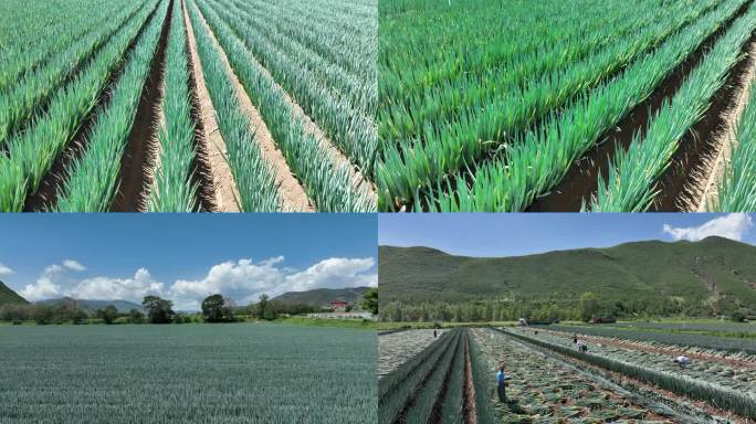 大葱 大葱地 大葱种植