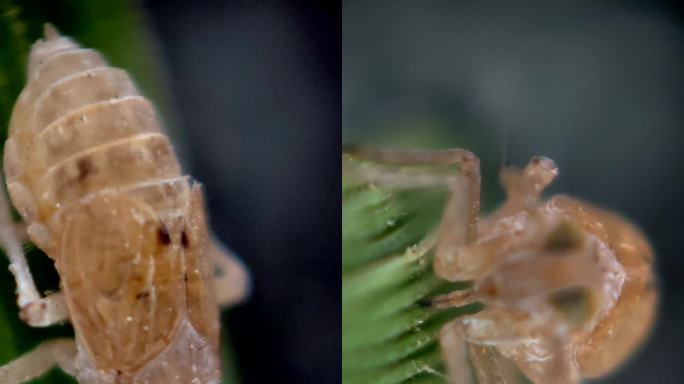 水稻害虫 稻飞虱成虫微距 显微镜拍摄