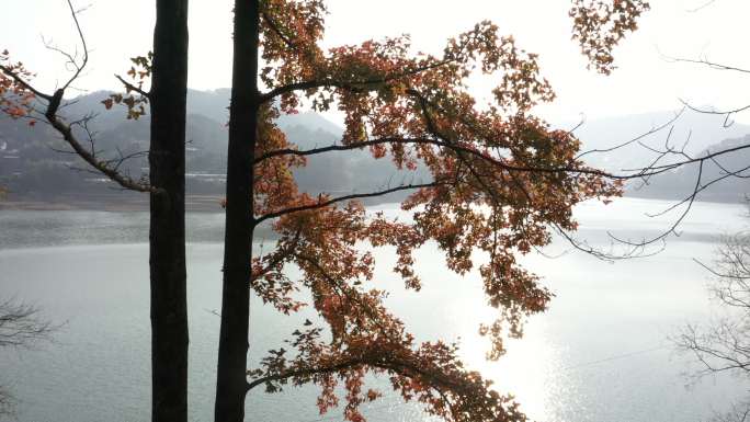 秋天阳光下桂林山区湖边的红枫树