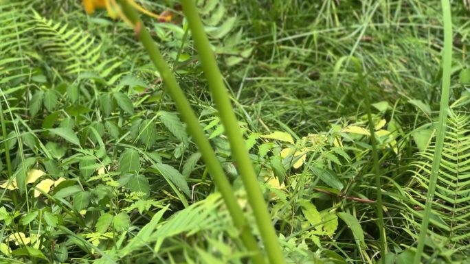 黄色花 彼岸花 中元节 盂兰盆节 石蒜