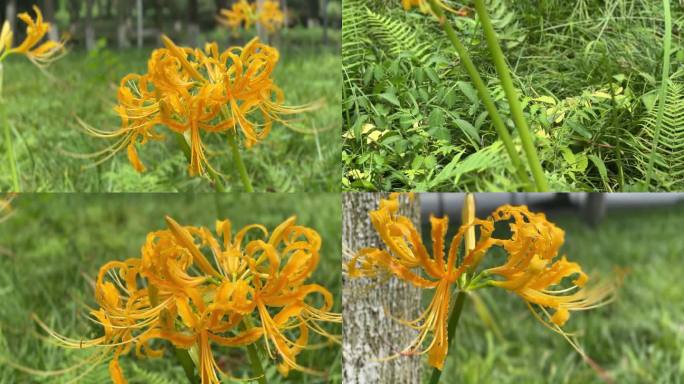 黄色花 彼岸花 中元节 盂兰盆节 石蒜